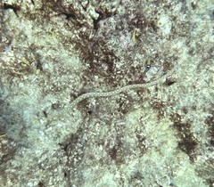 Myrichthys breviceps