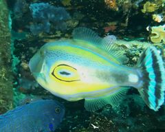 Meuschenia hippocrepis