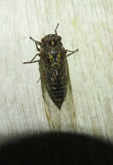 Amphipsalta