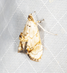 Eudaimonisma batchelorella