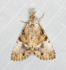 Alophosoma emmelopis