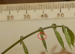 Eirmocides absimilis