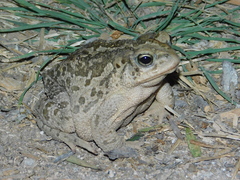 Incilius occidentalis