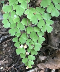 Adiantum