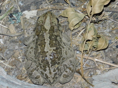 Incilius occidentalis