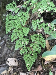 Adiantum