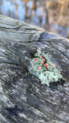 Cladonia cristatella