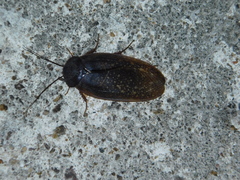 Homoeogamia mexicana