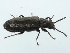 Lacconotus punctatus