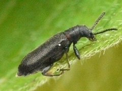 Lacconotus punctatus