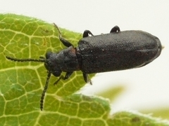 Lacconotus punctatus