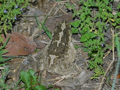Incilius occidentalis