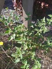 Solanum nitidibaccatum