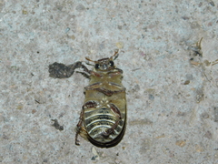 Polyphylla