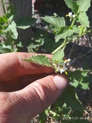 Solanum nitidibaccatum