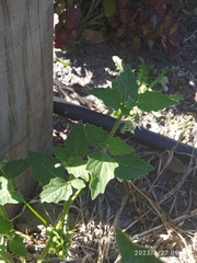 Solanum nitidibaccatum