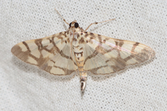Pardomima