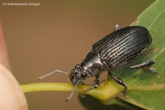 Sciobius