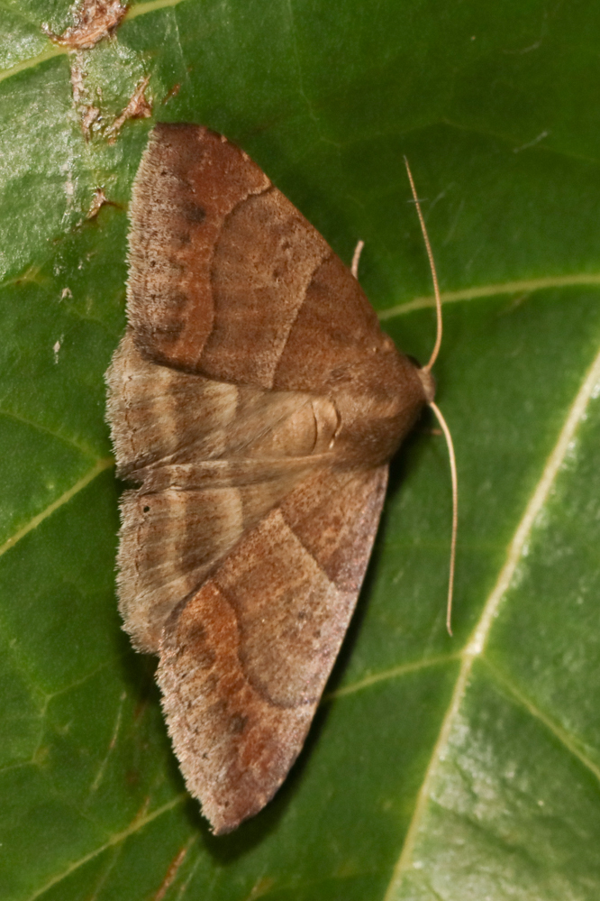Achaea synethes