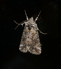 Syngrapha octoscripta