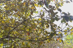 Byrsonima crassifolia