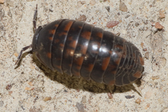 Eubelidae