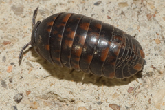 Eubelidae