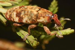 Hypolixus