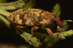 Hypolixus
