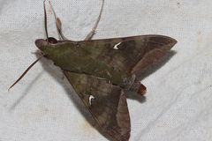 Nephele comma