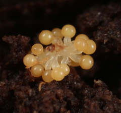 Stigmatella