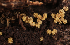 Stigmatella