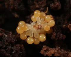 Stigmatella