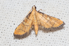 Piletocera flavalis