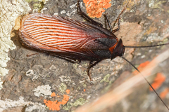 Pseudoderopeltis