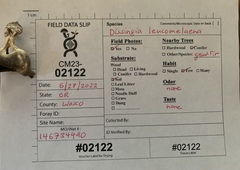 Dissingia leucomelaena