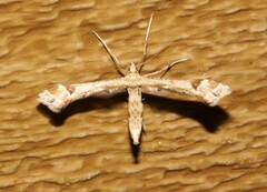 Platyptilia carduidactylus