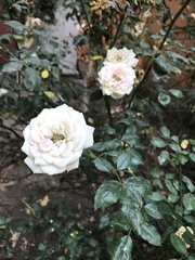 Rosaceae