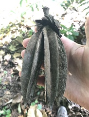 Chiranthodendron pentadactylon