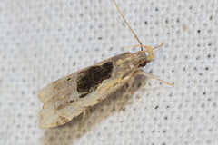 Brachmia septella