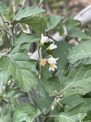 Solanum douglasii