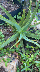 Aloe arborescens