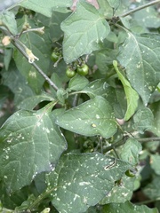 Solanum douglasii