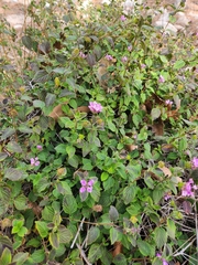Lantana montevidensis