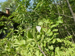 Iolana iolas
