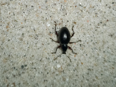 Otiorhynchus atroapterus