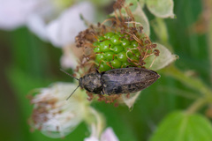 Prosternon tessellatum