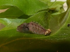 Eirmocides absimilis
