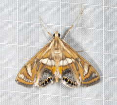 Margarosticha euprepialis