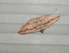 Austrocidaria gobiata